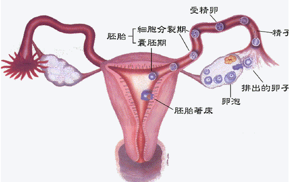 广州哪家医院能做供卵试管婴儿手术的呢